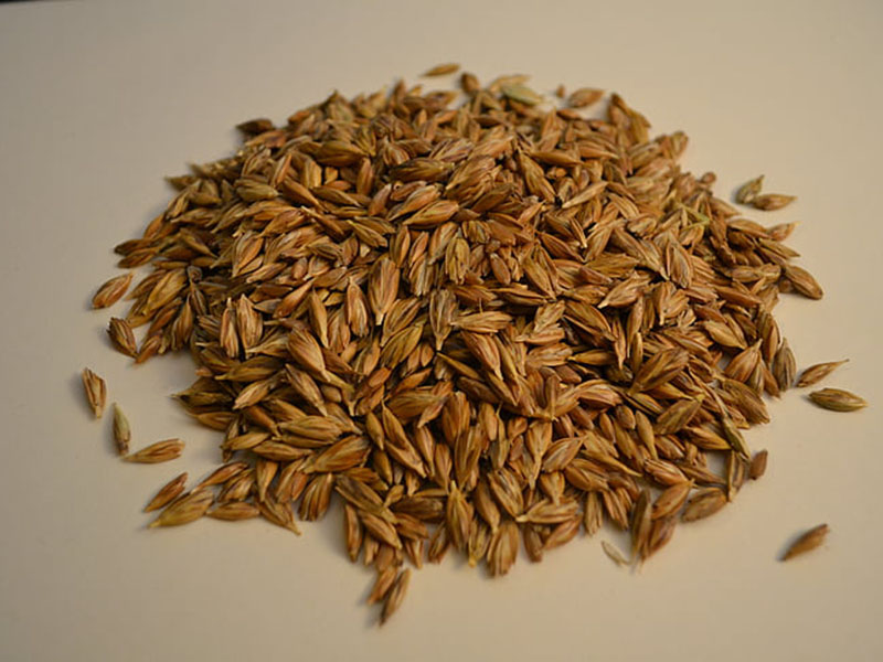 黃曲霉毒素定量檢測(cè)儀快速定量檢測(cè)糧食安全！