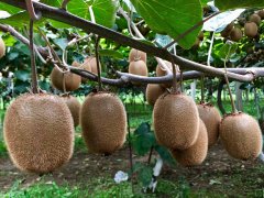 獼猴桃有農藥殘留嗎？