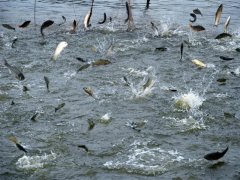 水產養殖水質檢測儀，為漁業提供有效地水質分析