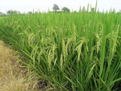 糧食重金屬快速檢測儀，為糧食安全提供保障