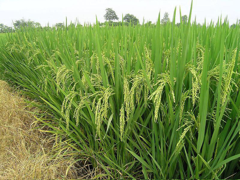 糧食重金屬快速檢測(cè)儀，為糧食安全提供保障