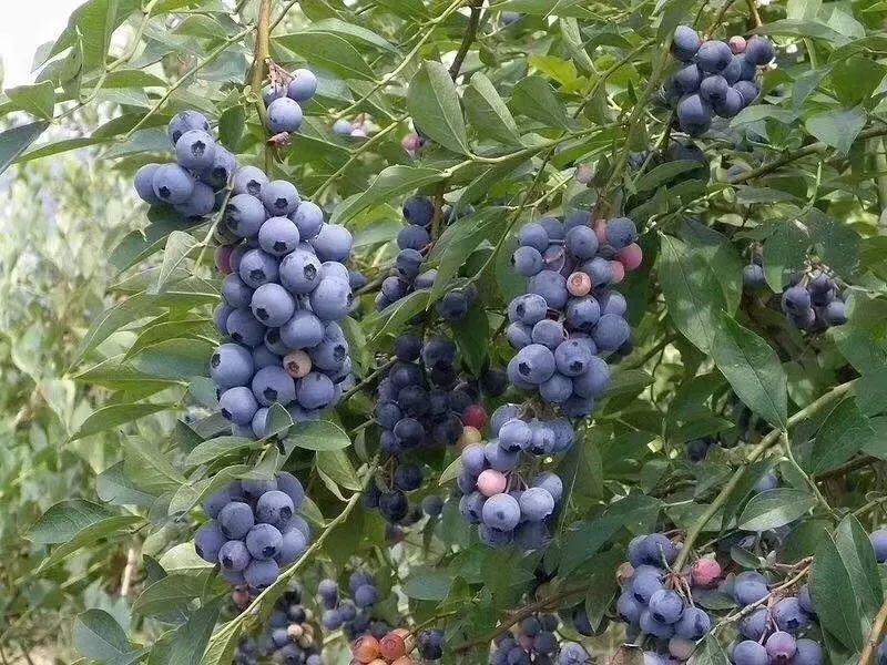 藍(lán)莓表面的白霜是農(nóng)藥殘留嗎？農(nóng)藥殘留檢測(cè)儀來(lái)回答