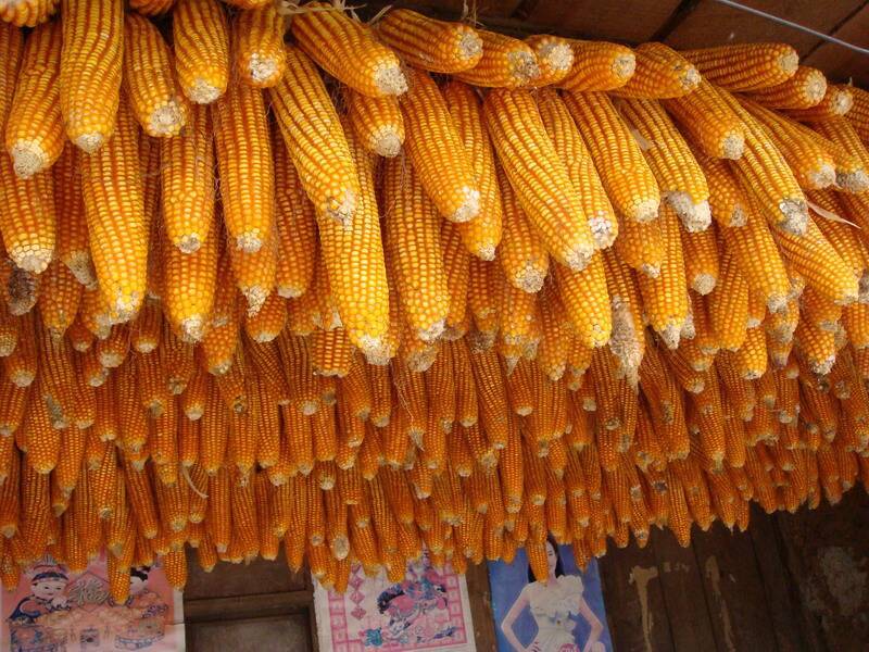 糧食安全檢測儀，可檢測糧食中是否含有大米增白劑