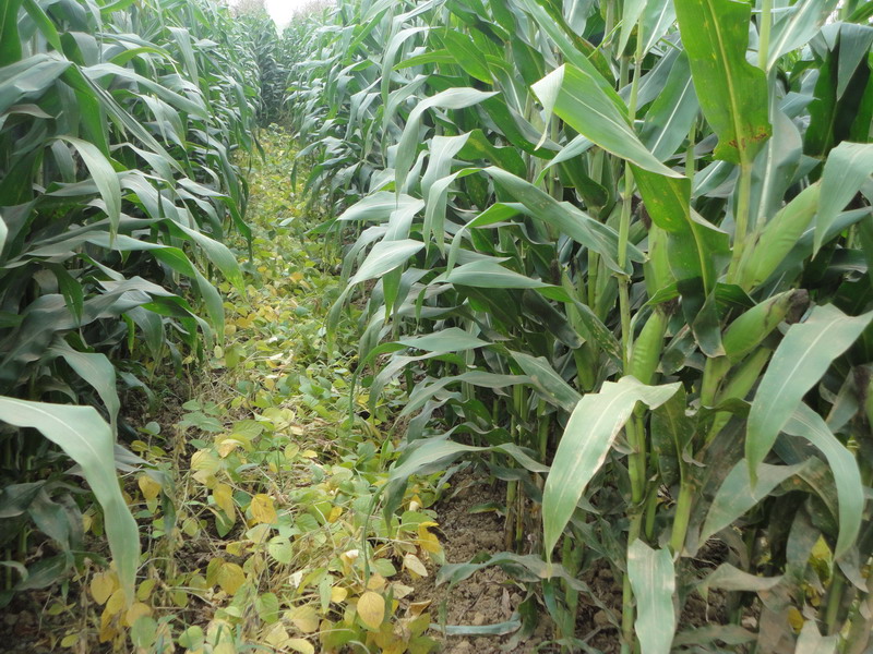 玉米秋收時(shí)節(jié)，黃曲霉毒素檢測(cè)不能少