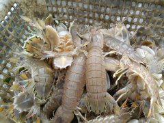 為什么在皮皮蝦中屢次檢出鎘超標？